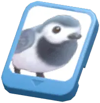 Info Card (White Wagtail)