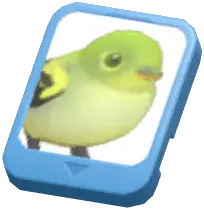 Info Card (Yellow-Bellied Flycatcher)