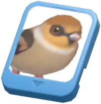 Info Card (Hawfinch)