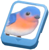 Info Card (Eastern Bluebird)