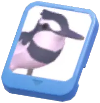 Info Card (Pied Kingfisher)