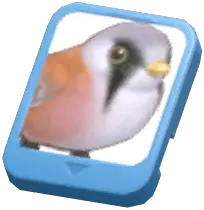 Info Card (Bearded Reedling)