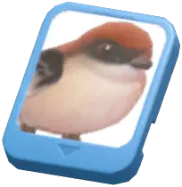 Info Card (Woodchat Shrike)