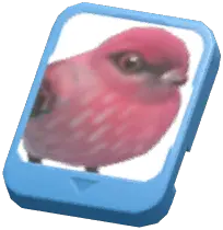 Info Card (Pine Grosbeak)