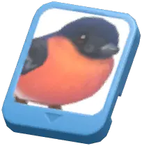Info Card (Eurasian Bullfinch)