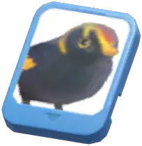 Info Card (Regent Bowerbird)