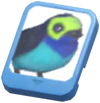 Info Card (Paradise Tanager)