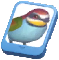 Info Card (European Bee-Eater)