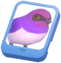 Info Card (Violet-Backed Starling)