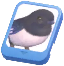 Info Card (Oriental Magpie)