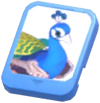 Info Card (Blue Peafowl)