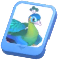 Info Card (Green Peafowl)