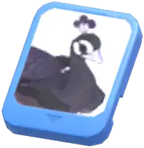 Info Card (Black Peafowl)