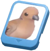 Info Card (Eurasian Collared Dove)