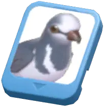 Info Card (Wonga Pigeon)