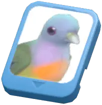 Info Card (Pink-Necked Green Pigeon)