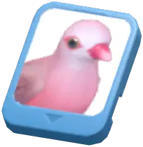 Info Card (Pink Pigeon)