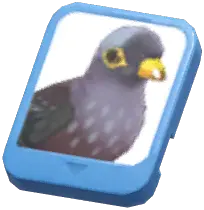 Info Card (African Olive Pigeon)