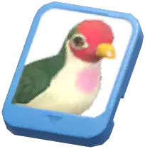 Info Card (Jambu Fruit Dove)