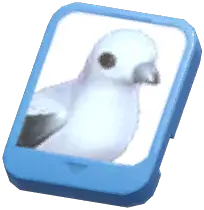 Info Card (Pied Imperial Pigeon)