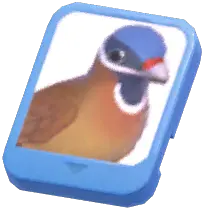 Info Card (Blue-Headed Quail-Dove)