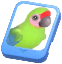 Info Card (Great Green Macaw)