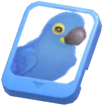 Info Card (Lear's Macaw)
