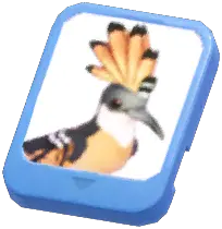 Info Card (Orange Hoopoe)