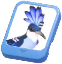 Info Card (Blue Hoopoe)
