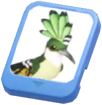Info Card (Green Hoopoe)