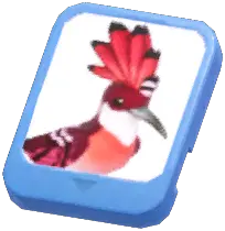 Info Card (Red Hoopoe)