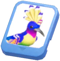 Info Card (Colorful Hoopoe)