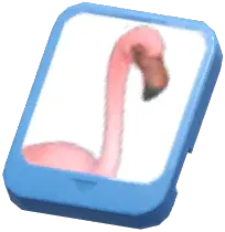 Info Card (Lesser Flamingo)