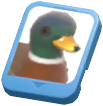 Info Card (Mallard)