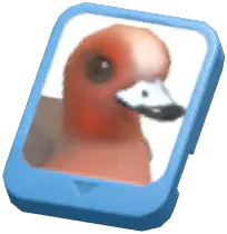 Info Card (Eurasian Wigeon)