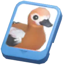 Info Card (Ruddy Shelduck)