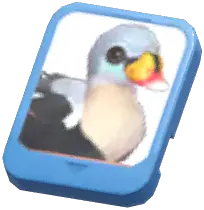Info Card (King Eider)