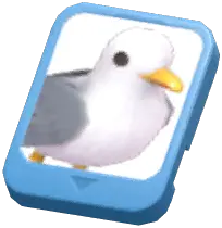 Info Card (Seagull)