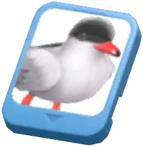 Info Card (Tern)