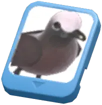 Info Card (Brown Noddy)