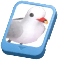 Info Card (Audouin's Gull)