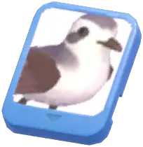 Info Card (White-Faced Storm Petrel)