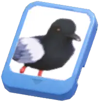 Info Card (White-Winged Tern)