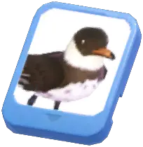 Info Card (Pomarine Skua)