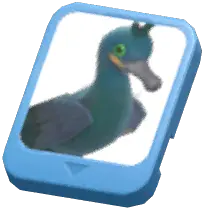 Info Card (European Shag)
