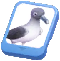Info Card (Grey-mantled Albatross)