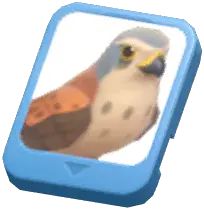 Info Card (Common Kestrel)