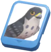 Info Card (Peregrine Falcon)