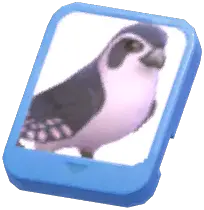 Info Card (Pied Falconet)