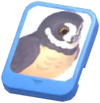 Info Card (Spectacled Owl)
